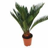 CIKAS PALMA REVOLUTA L12