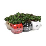 ZELENA RASTLINA DETELJICA V OKR. LONCU KOCKA