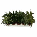 ZELENA RASTLINA DRACAENA FRAGRANS COMPACTA DRAGON MIX