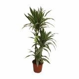 ZMAJEVKA DRACAENA FRAGRANS WHITE STRIPE L21
