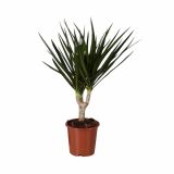 ZMAJEVKA DRACAENA MARGINATA L11