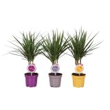 ZMAJEVKA DRACAENA MARGINATA MORE LIPS L11