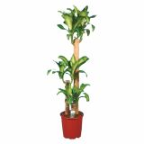ZMAJEVKA DRACAENA MASSANGEANA L24