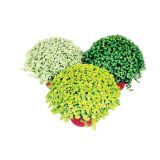 ZELENA RASTLINA DRUŽINSKA SREČA