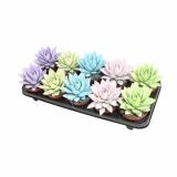 EŠEVERIJA MIRANDA PASTEL MIX L10.5