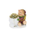 ZELENA RASTLINA ESCHEVERIA V MEDVEDU NOVO LETO