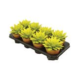 ZELENA RASTLINA EŠELVERIJA