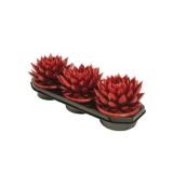 ZELENA RASTLINA EŠEVERIJA BARVANA RDEČA L17