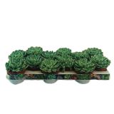 ZELENA RASTLINA EŠEVERIJA L10