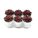 EŠEVERIJA PURPLE MONACO L12