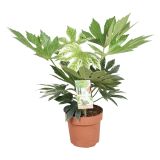 ZELENA RASTLINA FATSIA SPIDER