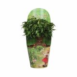 FIKUS BENJAMIN GREEN KINKY FAIRYTALE