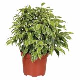 FIKUS BENJAMIN KINKY L12