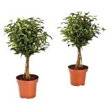 FIKUS BENJAMIN NA STEBLU L12