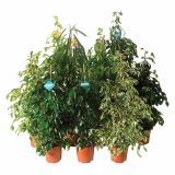 ZELENA RASTLINA FICUS BENJAMINA MIX
