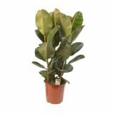 FIKUS ELASTICA ROBUSTA L27