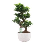 ZELENA RASTLINA FIKUS