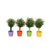 FIKUS BENJAMINA NATASJA V OKRASNEM LONČKU L12