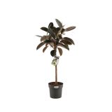 ZELENA RASTLINA FIKUS ELASTICA BURGUNDY