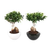 ZELENA RASTLINA FIKUS GINSENG L21 V OKRASNI SKLEDI