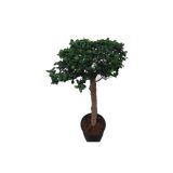 ZELENA RASTLINA FIKUS GINSENG L27