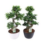 ZELENA RASTLINA FIKUS GINSENG V OKRASNEM LONCU L30