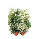 ZELENA RASTLINA FIKUS MIX