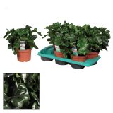 ZELENA RASTLINA FILODENDRON