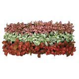 ZELENA RASTLINA FITONIJA