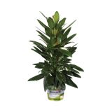 FILODENDRON FLILODENDRON COBRA L19