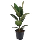 ZELENA RASTLINA GUMOVEC