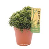 ZELENA RASTLINA HATIJORA