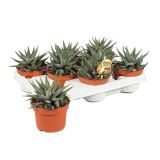 ZELENA RASTLINA HAVORTIJA FASCIATA CONCOLOR