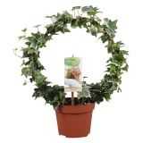 ZELENA RASTLINA HEDERA NA OPORI-KROG