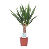 ZELENA RASTLINA JUKA