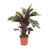 ZELENA RASTLINA KALATEJA COBRA PINK L17