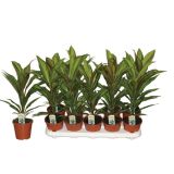 ZELENA RASTLINA KIJEVKA KIWI L12