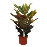 ZELENA RASTLINA KROTON EXCELLENT L19
