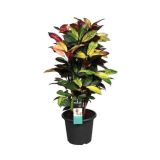 ZELENA RASTLINA KROTON ICETON L25