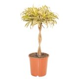 ZELENA RASTLINA L17 L24