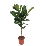 ZELENA RASTLINA LIRASTOLISTI FIKUS