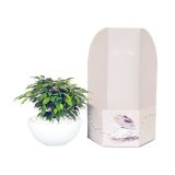 ZELENA RASTLINA NASAD V OKRASNI POSODI L22