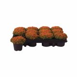 ZELENA RASTLINA NERTERA GRAND ASTRID