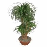 SLONOVA NOGA NOLINA L40