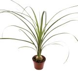 SLONOVA NOGA NOLINA BOL L8