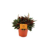 ZELENA RASTLINA POPROVKA L12