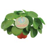 ZELENA RASTLINA POPROVKASTA PILEJA