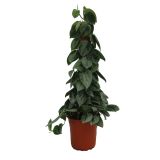 ZELENA RASTLINA POTOS