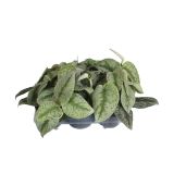 ZELENA RASTLINA POTOS