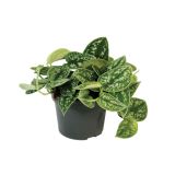 ZELENA RASTLINA POTOS PICTUS